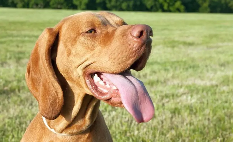 Một số hình ảnh chó Vizsla ấn tượng 19