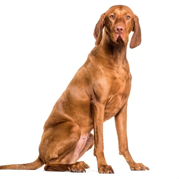 Một số hình ảnh chó Vizsla ấn tượng 21