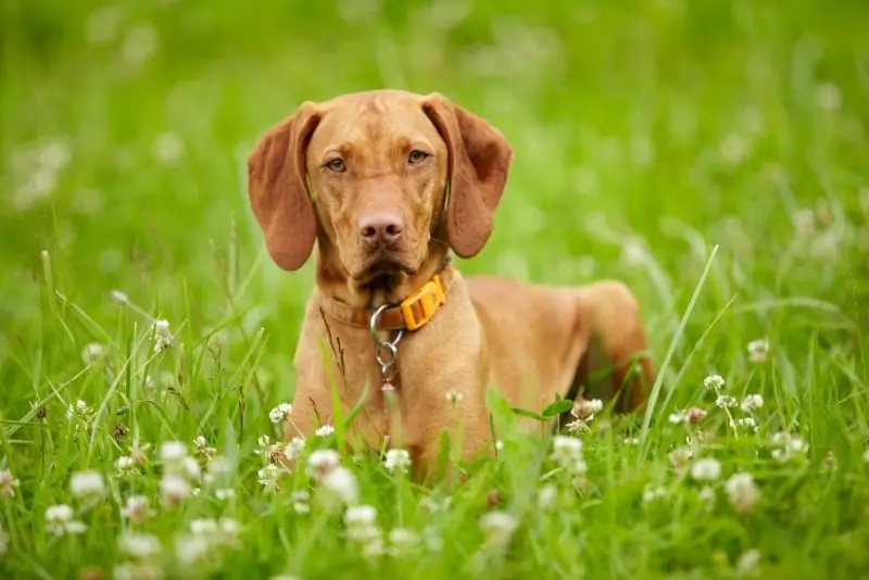 Một số hình ảnh chó Vizsla ấn tượng 22