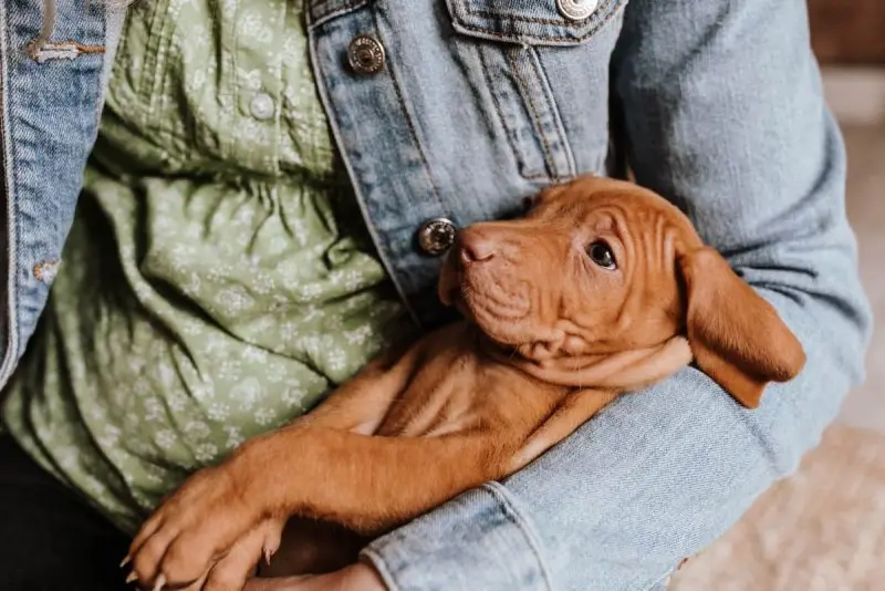 Một số hình ảnh chó Vizsla ấn tượng 23