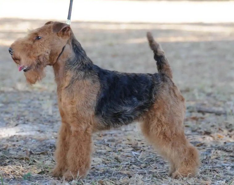 Đặc điểm của chó Welsh Terrier 1