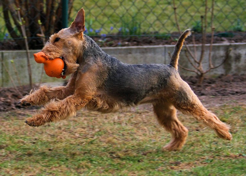 Cách chăm sóc chó Welsh Terrier 1