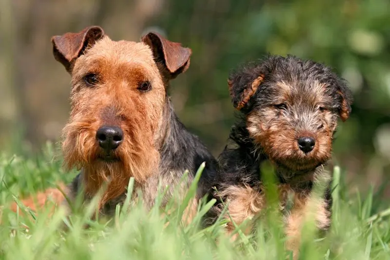 Cách chăm sóc chó Welsh Terrier 3