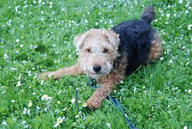 Giá bán chó Welsh Terrier