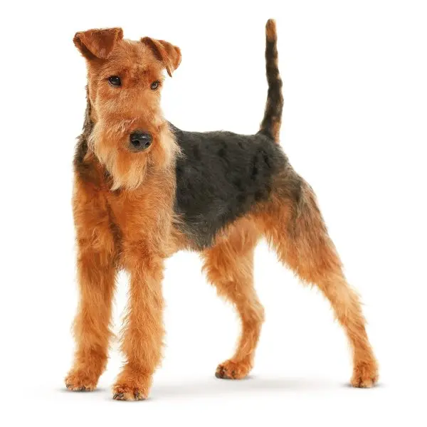 Một số hình ảnh chó Welsh Terrier đáng yêu 1