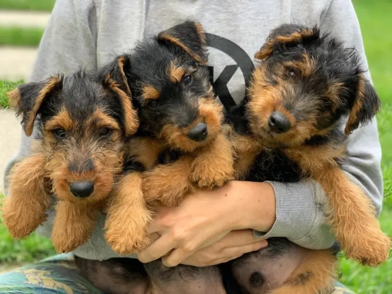 Một số hình ảnh chó Welsh Terrier đáng yêu 2