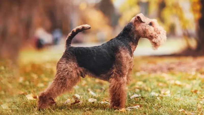 Một số hình ảnh chó Welsh Terrier đáng yêu 3