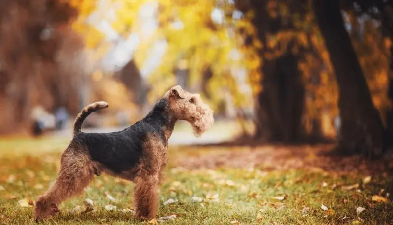 Một số hình ảnh chó Welsh Terrier đáng yêu 4