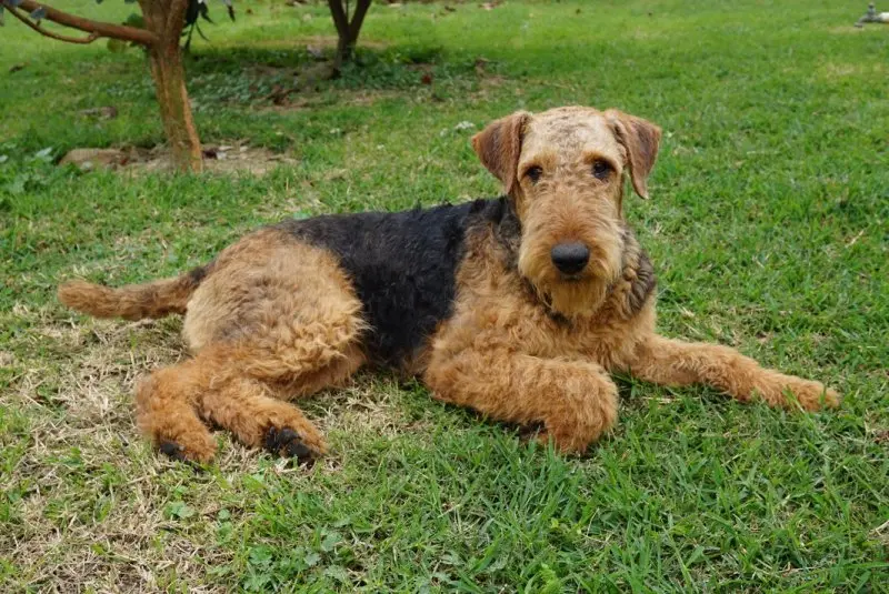 Một số hình ảnh chó Welsh Terrier đáng yêu 5