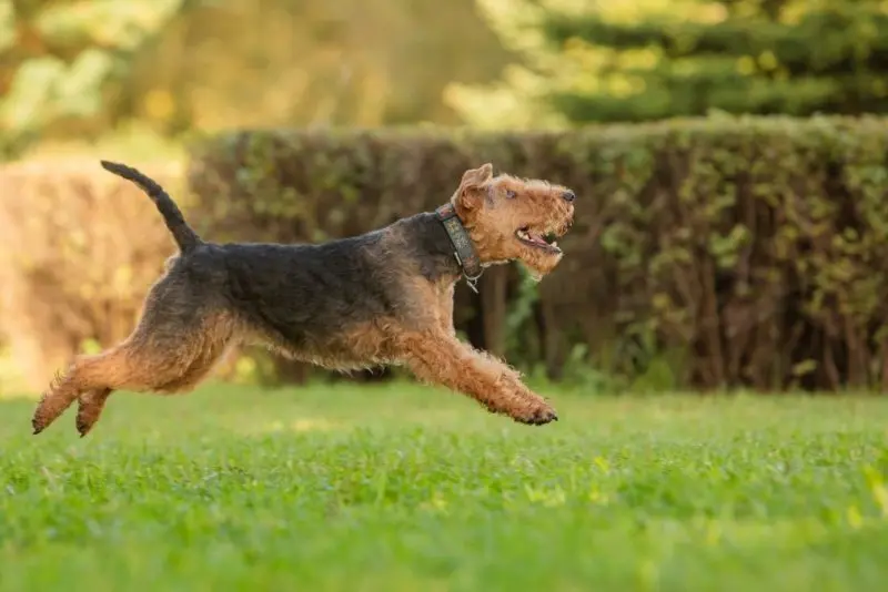 Một số hình ảnh chó Welsh Terrier đáng yêu 6