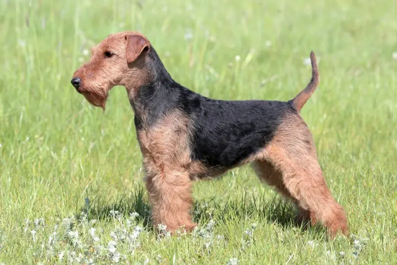 Một số hình ảnh chó Welsh Terrier đáng yêu 7