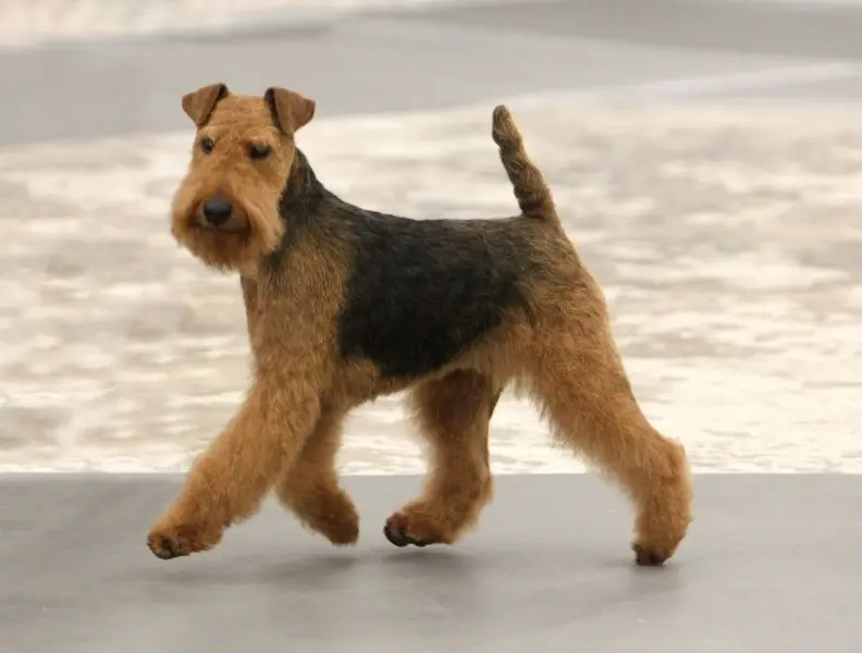 Một số hình ảnh chó Welsh Terrier đáng yêu 8