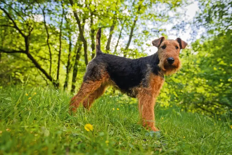 Một số hình ảnh chó Welsh Terrier đáng yêu 9