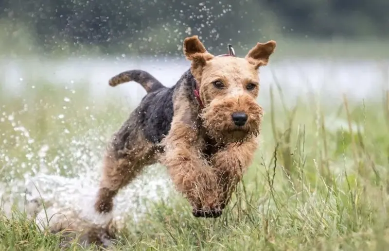 Một số hình ảnh chó Welsh Terrier đáng yêu 10