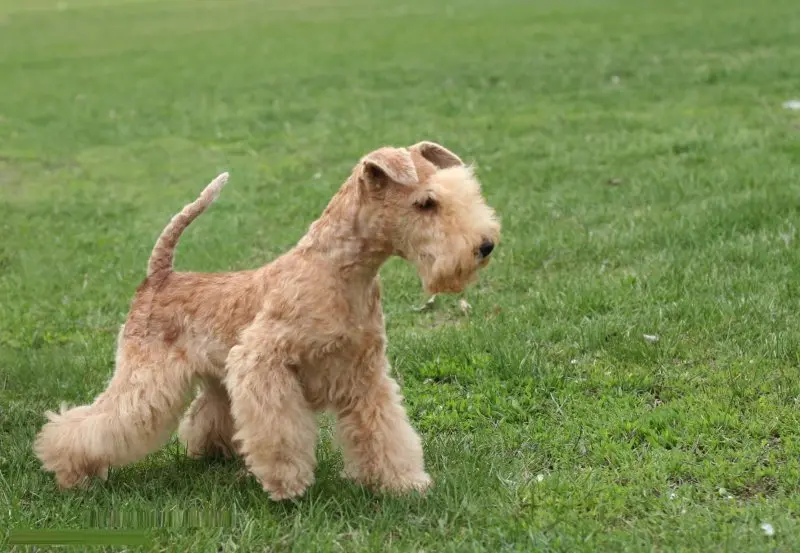 Một số hình ảnh chó Welsh Terrier đáng yêu 11