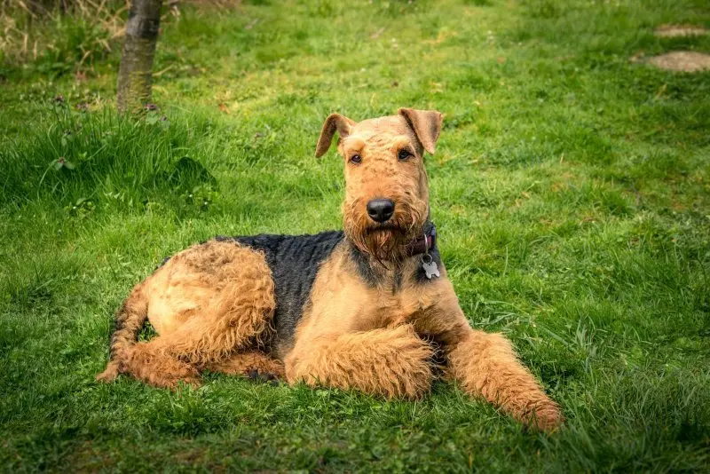 Một số hình ảnh chó Welsh Terrier đáng yêu 12