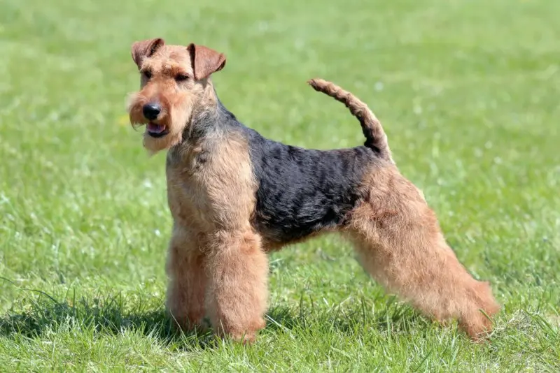 Một số hình ảnh chó Welsh Terrier đáng yêu 13