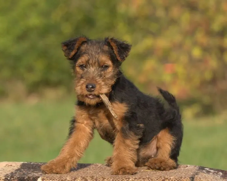 Một số hình ảnh chó Welsh Terrier đáng yêu 14