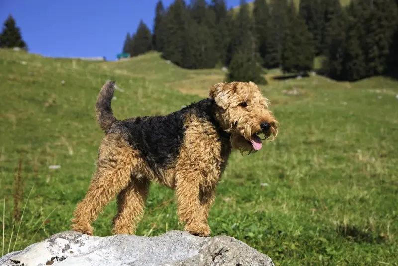 Một số hình ảnh chó Welsh Terrier đáng yêu 15