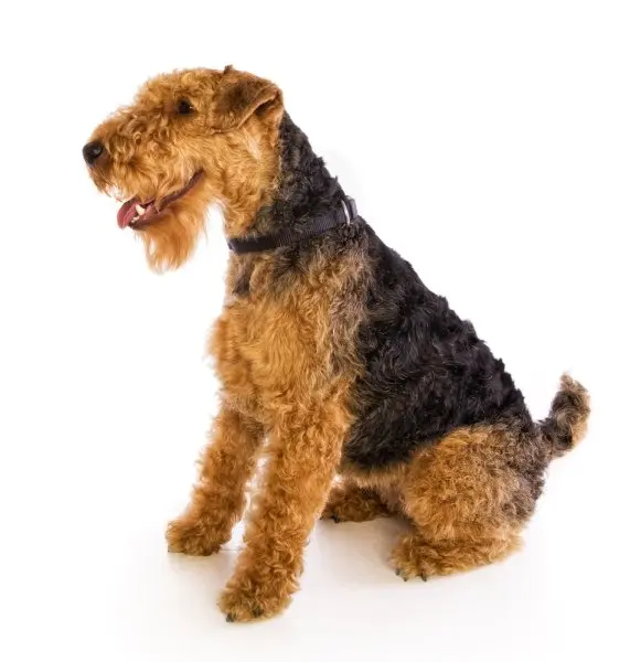 Một số hình ảnh chó Welsh Terrier đáng yêu 16