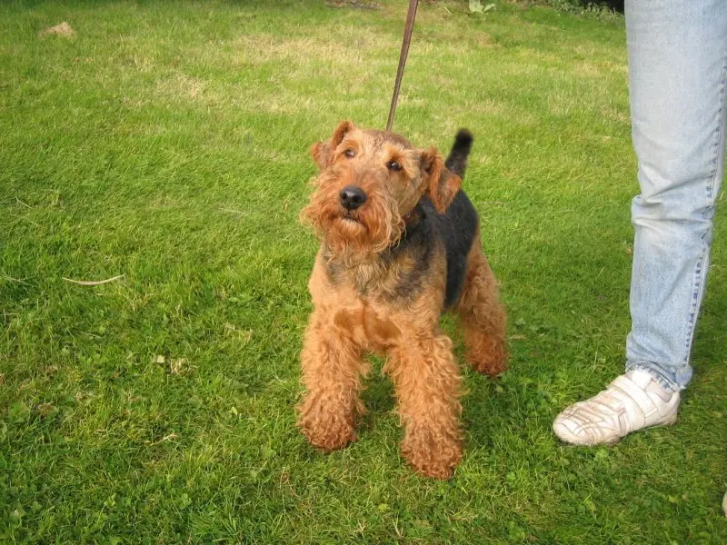 Một số hình ảnh chó Welsh Terrier đáng yêu 17