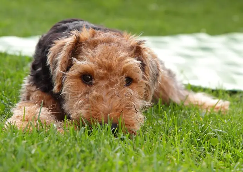 Một số hình ảnh chó Welsh Terrier đáng yêu 18