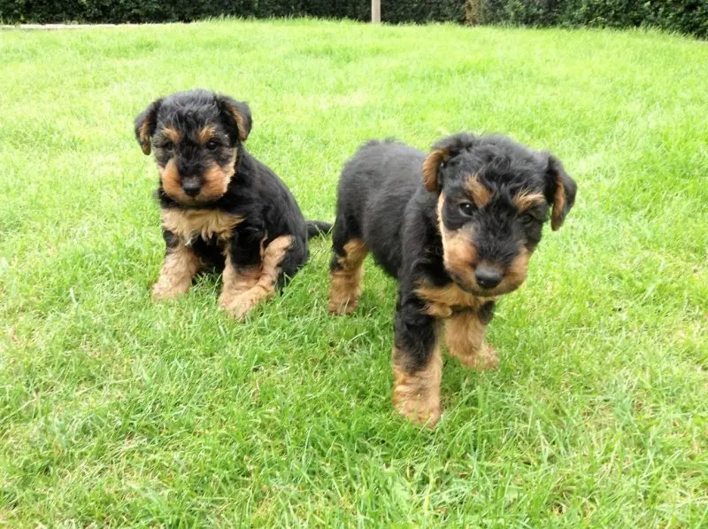 Một số hình ảnh chó Welsh Terrier đáng yêu 19