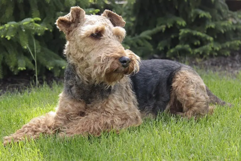 Một số hình ảnh chó Welsh Terrier đáng yêu 20