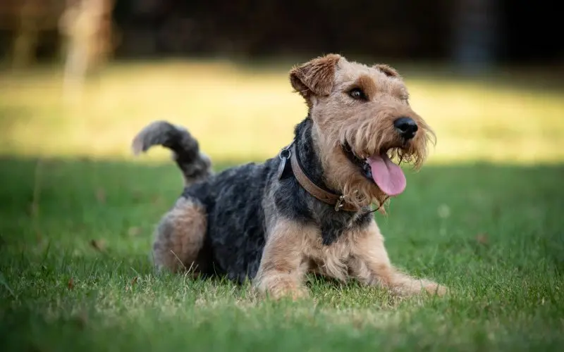 Một số hình ảnh chó Welsh Terrier đáng yêu 21