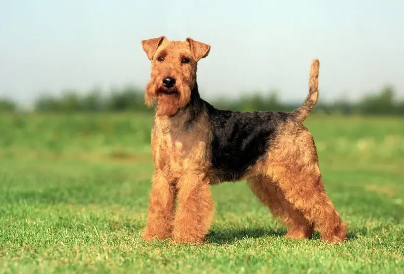 Nguồn gốc của chó Welsh Terrier