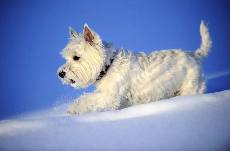 Nguồn gốc của chó West Highland White Terrier