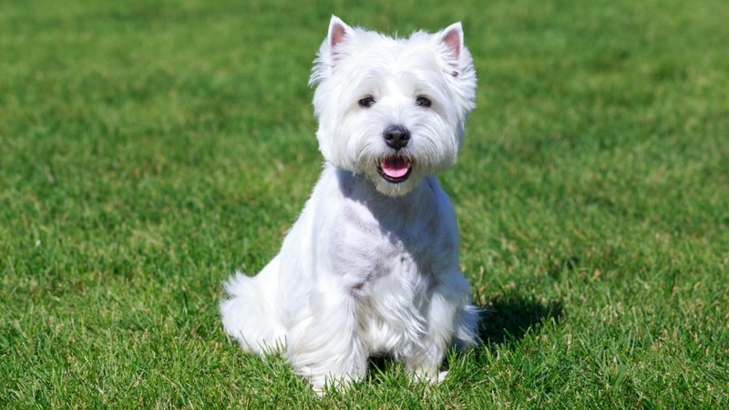 Đặc điểm của chó West Highland White Terrier 1