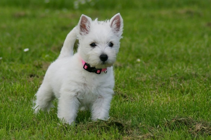 Cách chăm sóc chó West Highland White Terrier 1