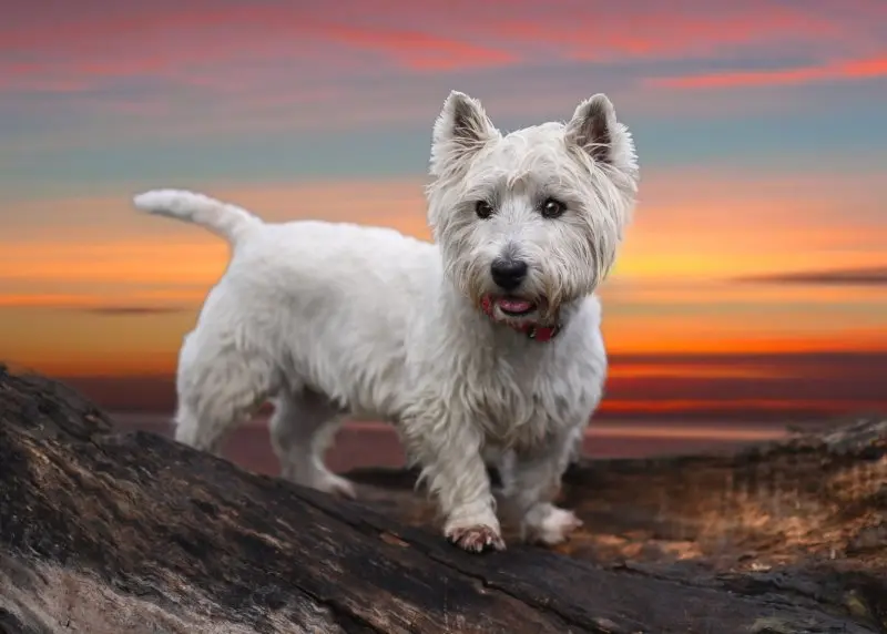 Cách chăm sóc chó West Highland White Terrier 4