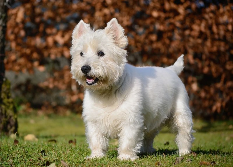 Sức khỏe, độ tuổi trung bình của chó West Highland White Terrier