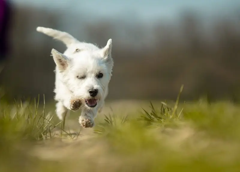 Hình ảnh chó West Highland White Terrier đáng yêu 2