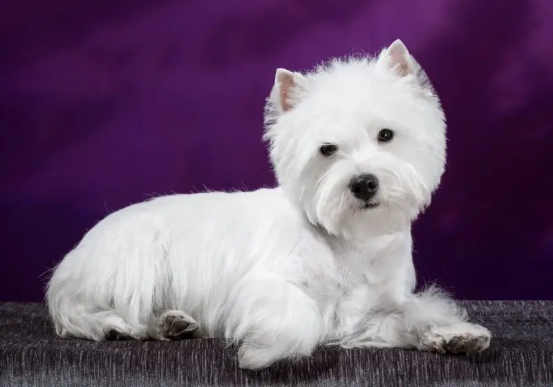 Hình ảnh chó West Highland White Terrier đáng yêu 4