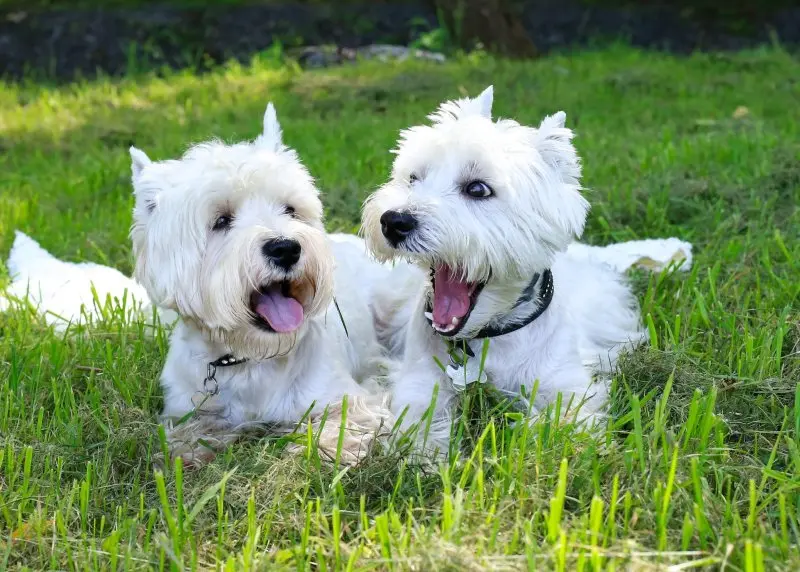 Hình ảnh chó West Highland White Terrier đáng yêu 5