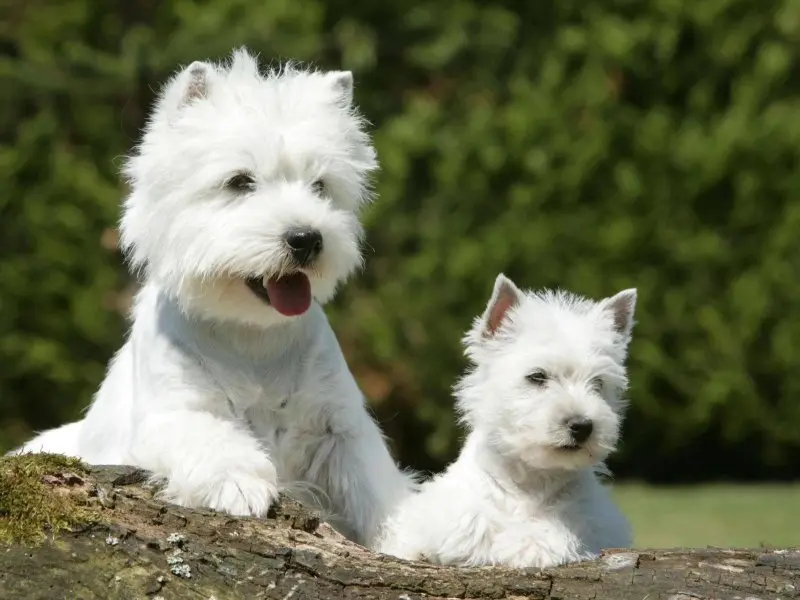 Hình ảnh chó West Highland White Terrier đáng yêu 6