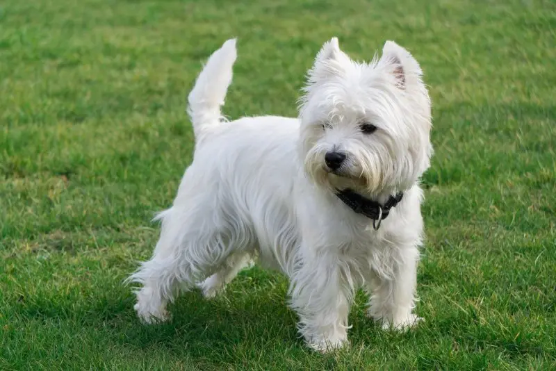 Hình ảnh chó West Highland White Terrier đáng yêu 7