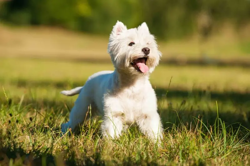 Hình ảnh chó West Highland White Terrier đáng yêu 8