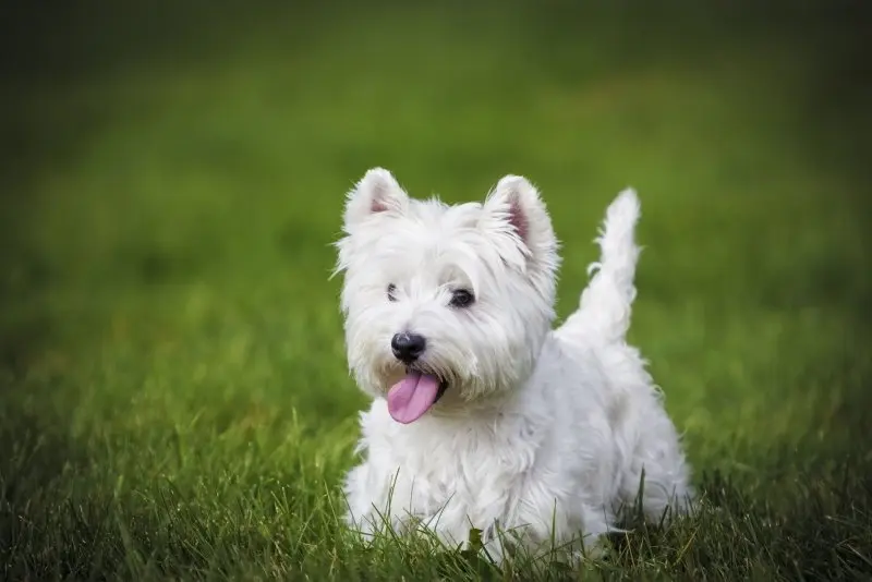 Hình ảnh chó West Highland White Terrier đáng yêu 9