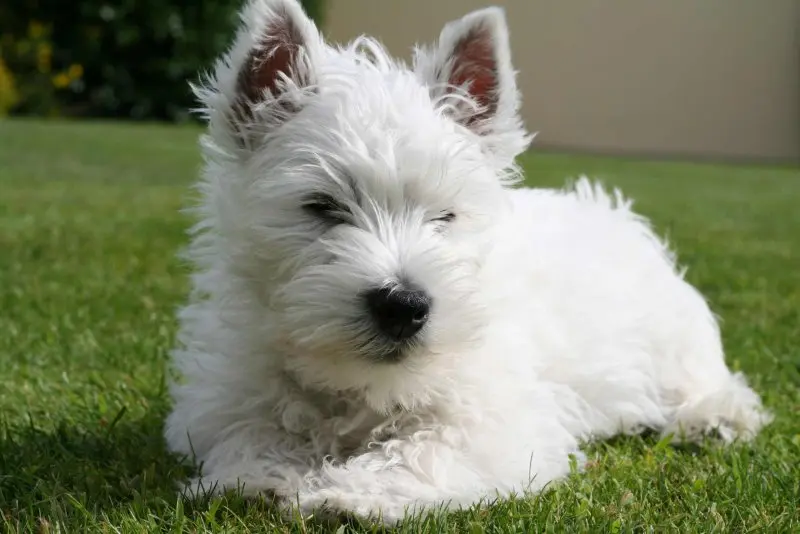 Hình ảnh chó West Highland White Terrier đáng yêu 10