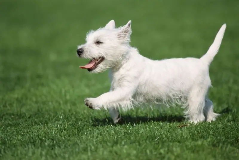 Hình ảnh chó West Highland White Terrier đáng yêu 11