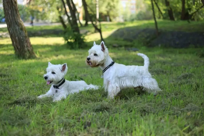 Hình ảnh chó West Highland White Terrier đáng yêu 12