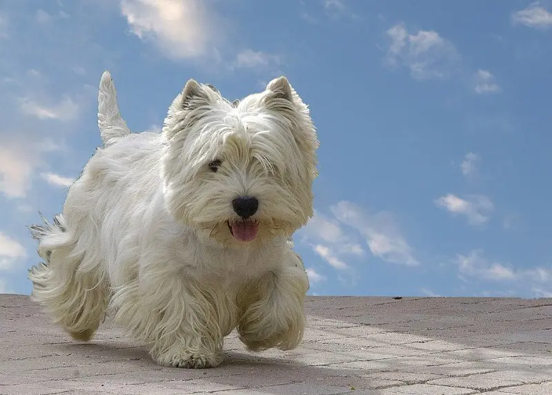 Hình ảnh chó West Highland White Terrier đáng yêu 13