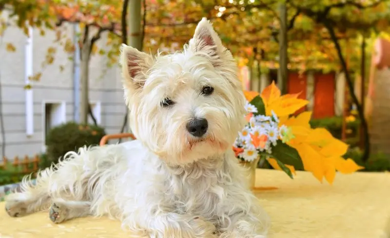 Hình ảnh chó West Highland White Terrier đáng yêu 14