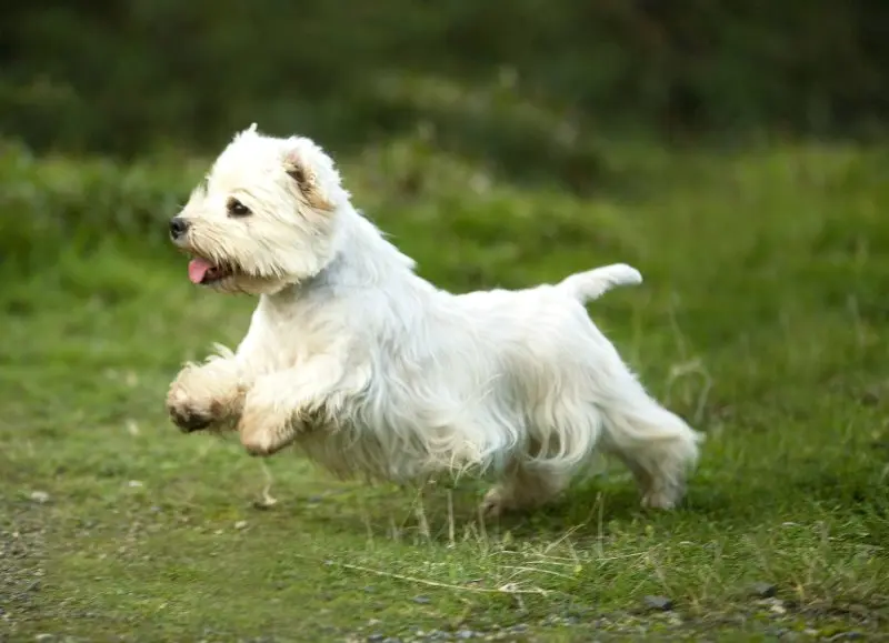 Hình ảnh chó West Highland White Terrier đáng yêu 15