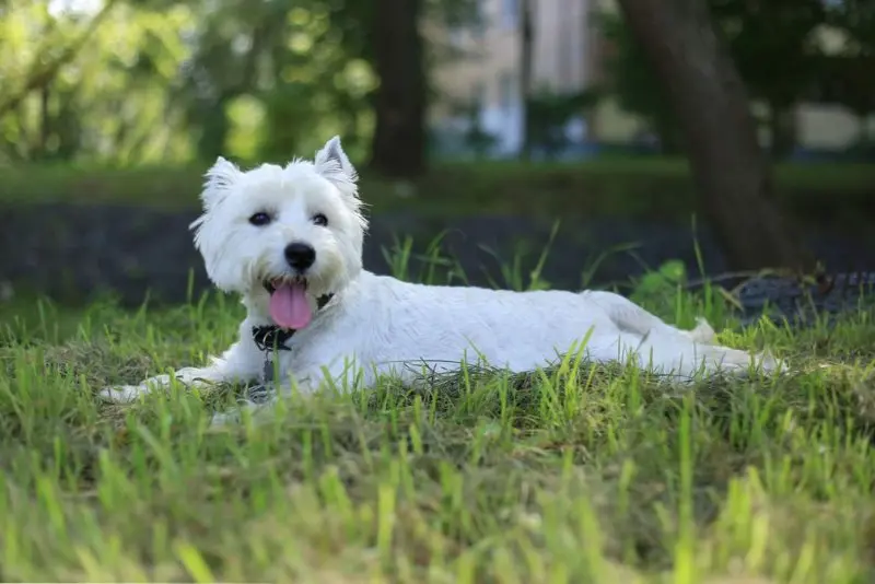 Hình ảnh chó West Highland White Terrier đáng yêu 16