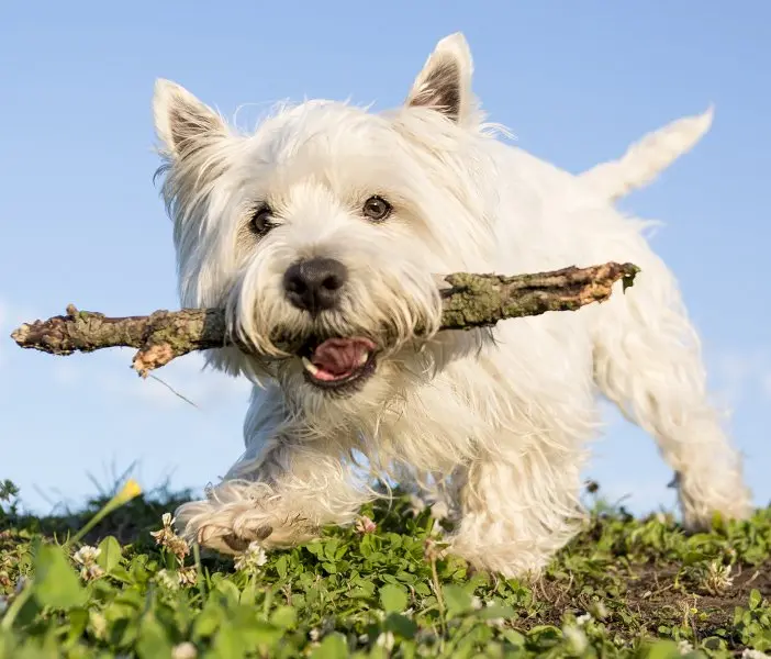 Hình ảnh chó West Highland White Terrier đáng yêu 17